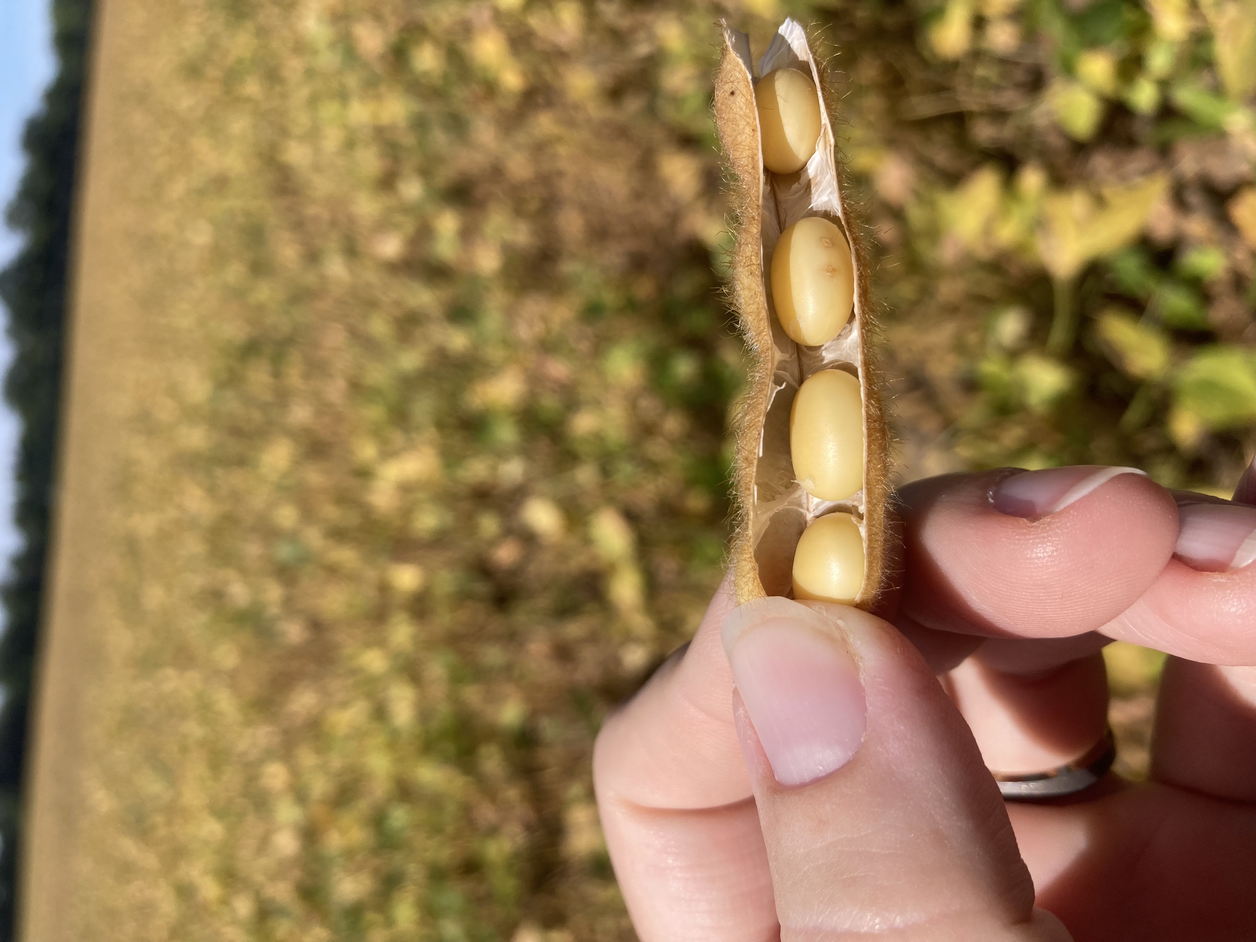 26 soybean R7.jpeg